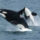 Dos orcas saltando fuera del agua. Foto: Wikipedia
